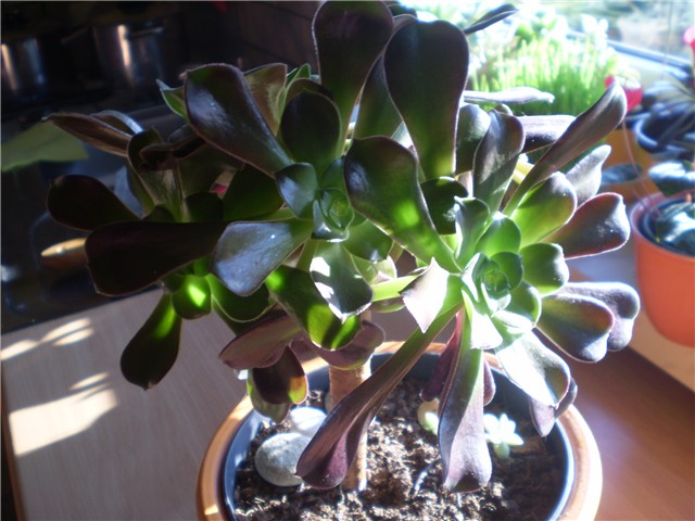 aeonium